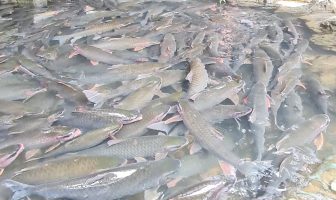 Cẩm Thủy (Thanh Hóa): Du lịch xanh góp phần xóa đói giảm nghèo